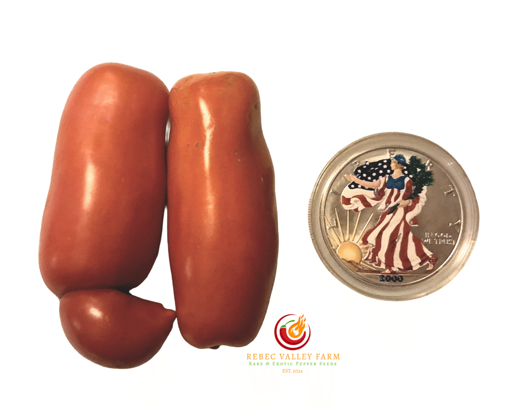 Auria Dwarf Tomato | Rebec Valley Farm