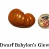 Dwarf Babylon's Glow Heart Tomato Seeds