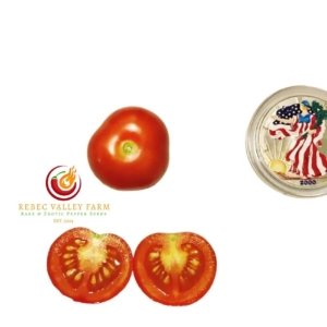 Little Red Corvette Dwarf Tomato