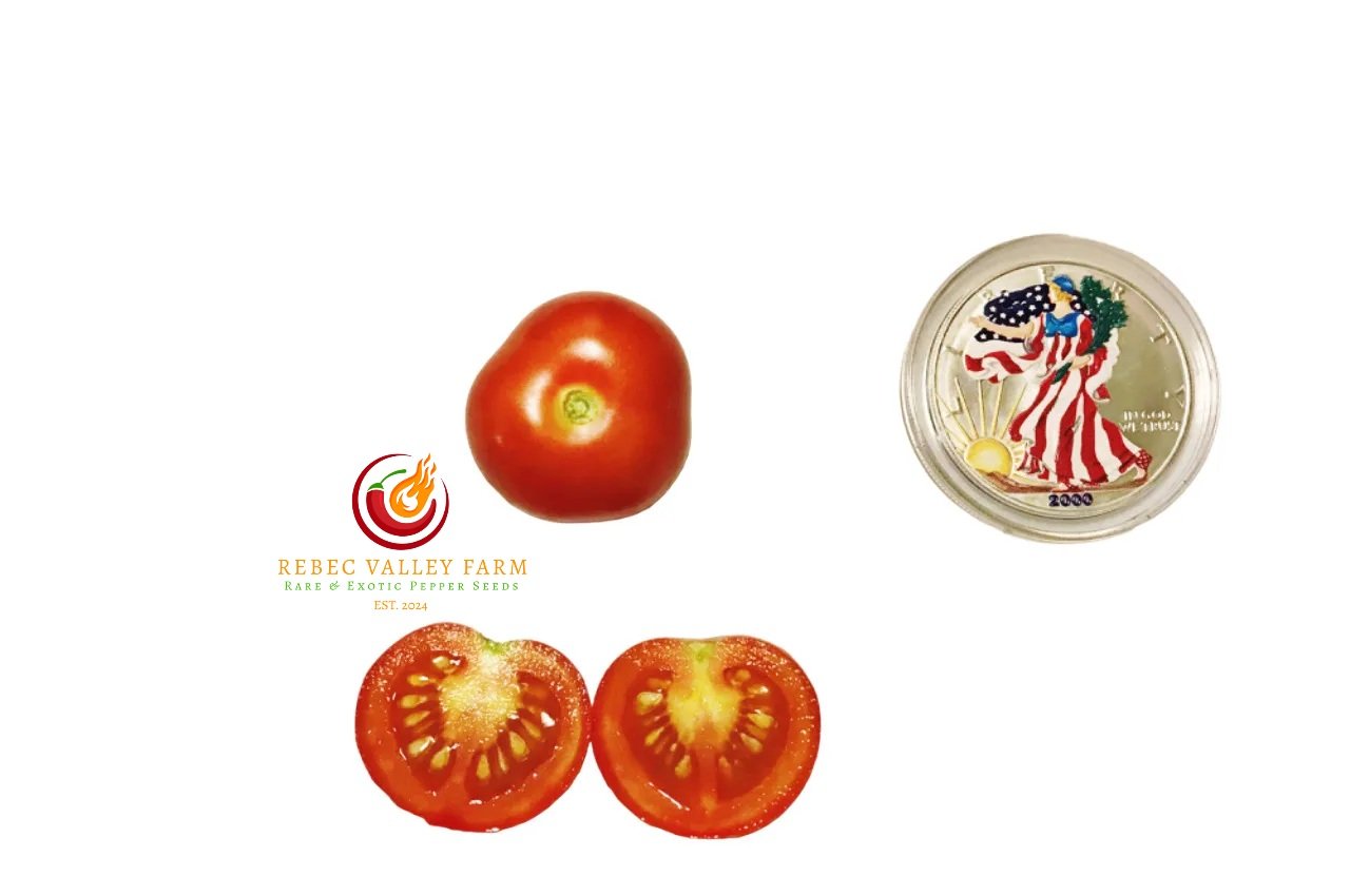 Little Red Corvette Dwarf Tomato