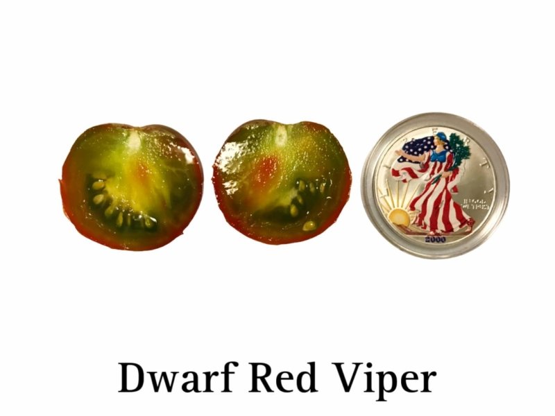 Red Viper Dwarf Tomato - Image 2