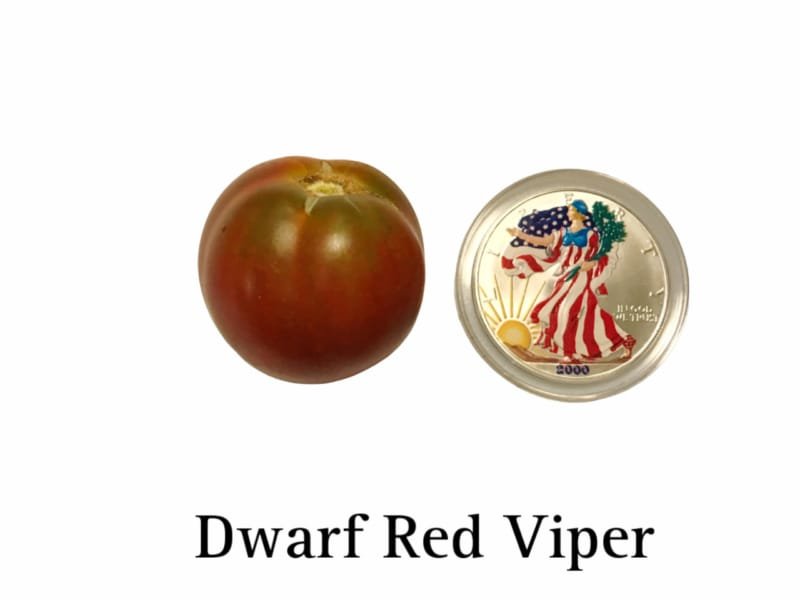Dwarf Red Viper Tomato Seeds