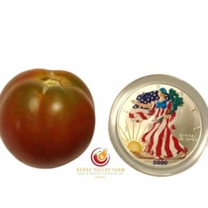 Red Viper Dwarf Tomato