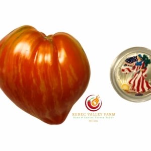 Dwarf Stony Brook Heart Tomato