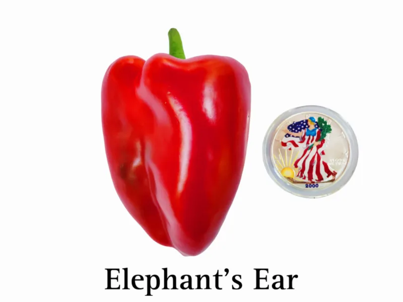Elephant's Ear Pepper