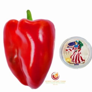 Elephant's Ear Pepper