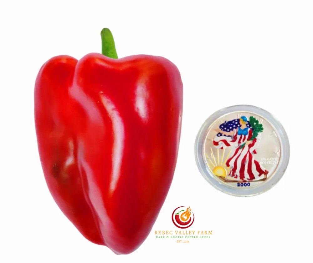 Elephant's Ear Pepper