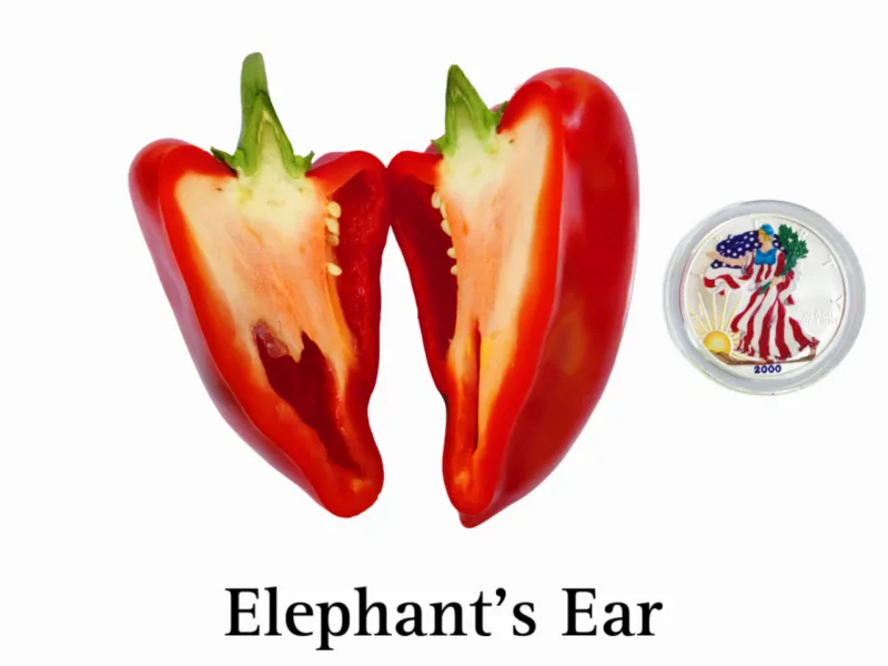Elephant's Ear Pepper - Image 2