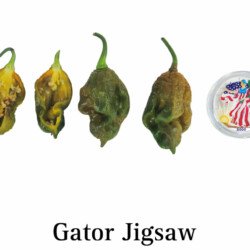 Gator Jigsaw Pepper