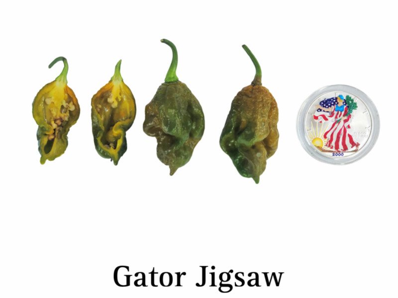 Gator Jigsaw Pepper