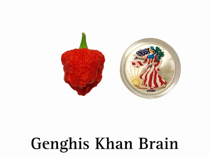 Genghis Khan Brain Pepper