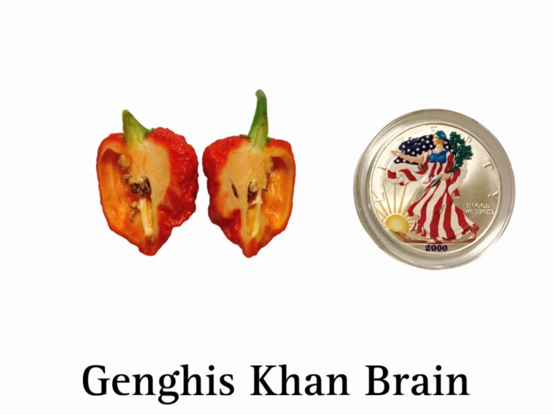 Genghis Khan Brain Pepper - Image 2