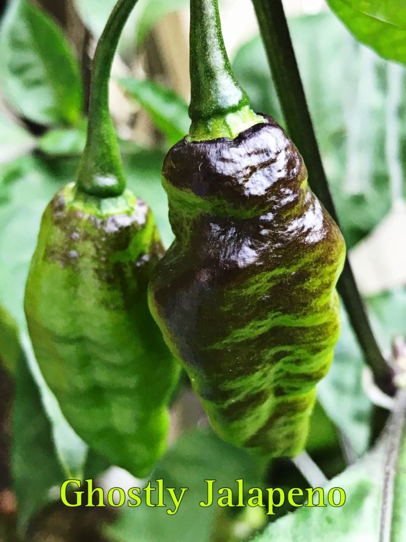 Jalapeno Pepper, Ghostly Red - Image 2