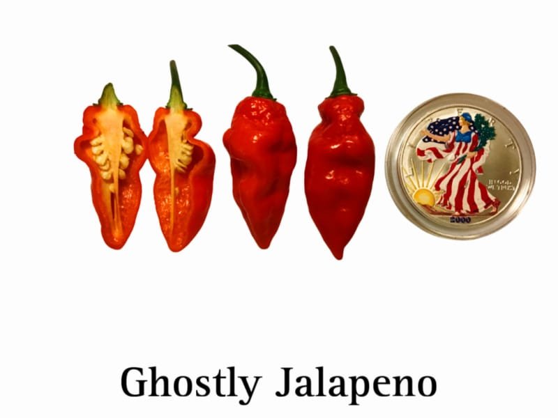 Jalapeno Pepper, Ghostly Red
