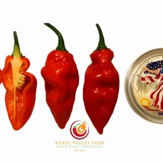 Ghostly Red Jalapeno Pepper