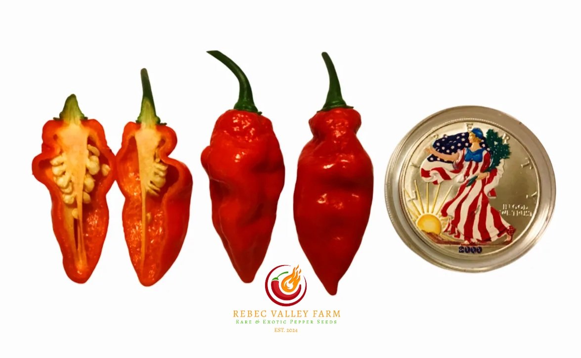 Ghostly Red Jalapeno Pepper