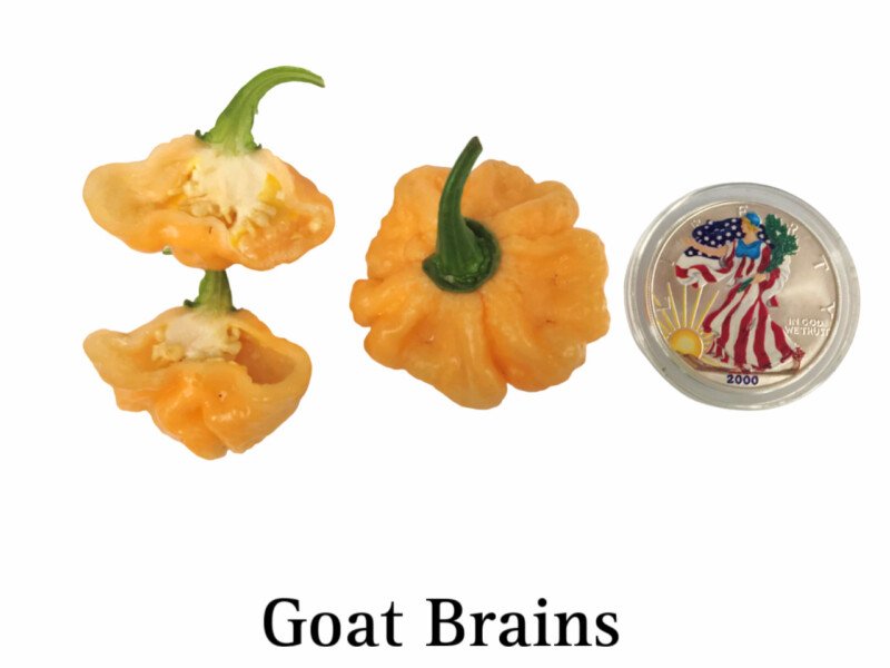 Goat Brains Pepper