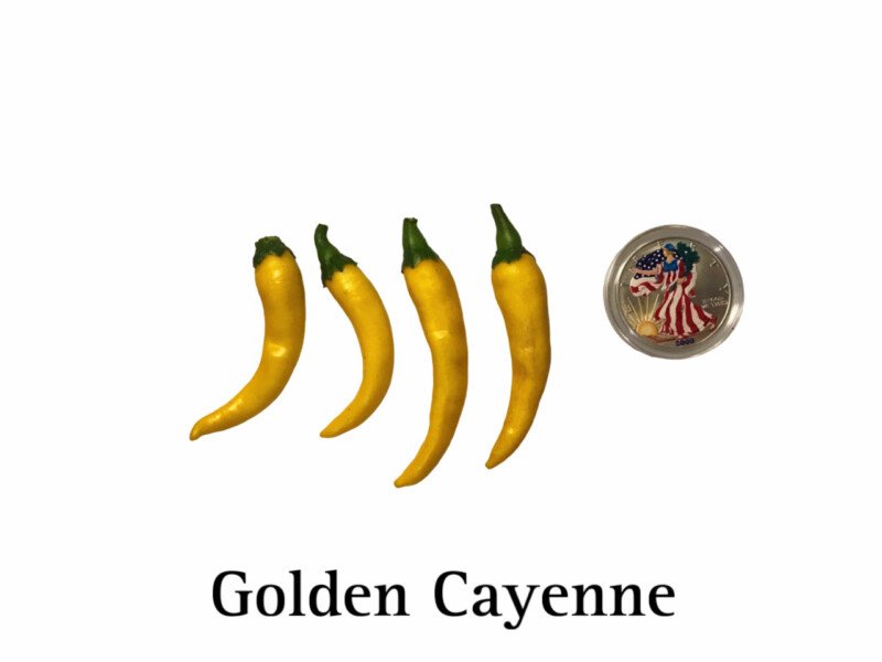 Cayenne Pepper, Golden