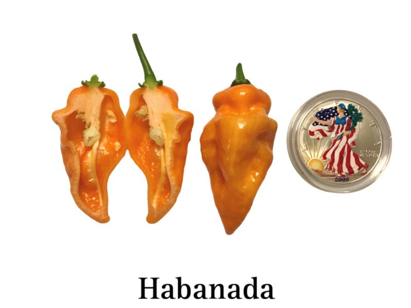 Habanada Pepper