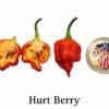 Hurt Berry Pepper