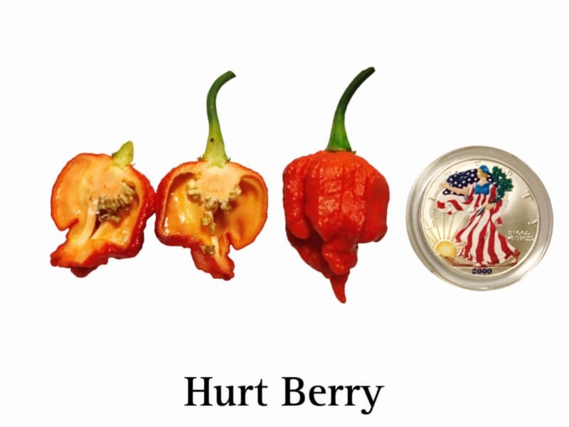 Hurt Berry Pepper