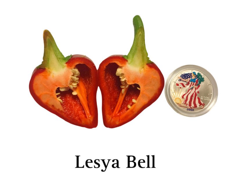 Lesya (Ukrainian Heart) Pepper - Image 2