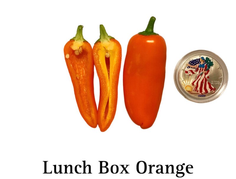 Lunchbox Orange Pepper