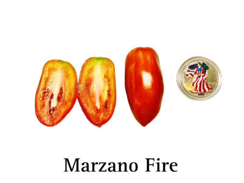 Marzano Fire Tomato