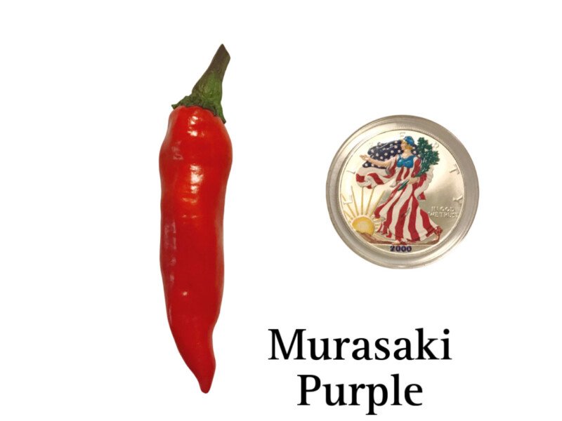 Murasaki Purple Pepper