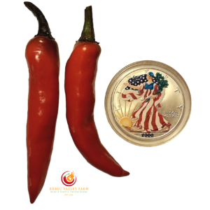 Murasaki Purple Pepper