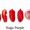 Naga Purple Pepper