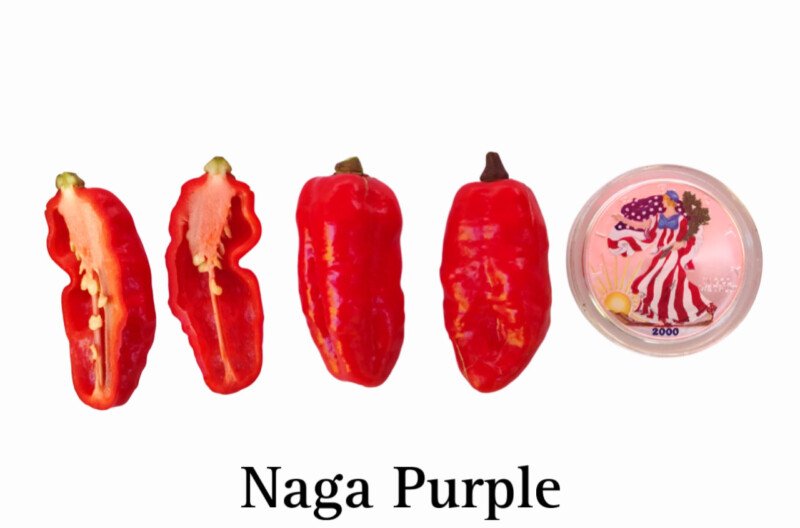 Naga Purple Pepper