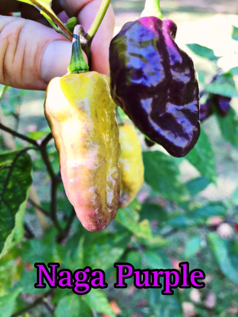 Naga Purple Pepper - Image 2