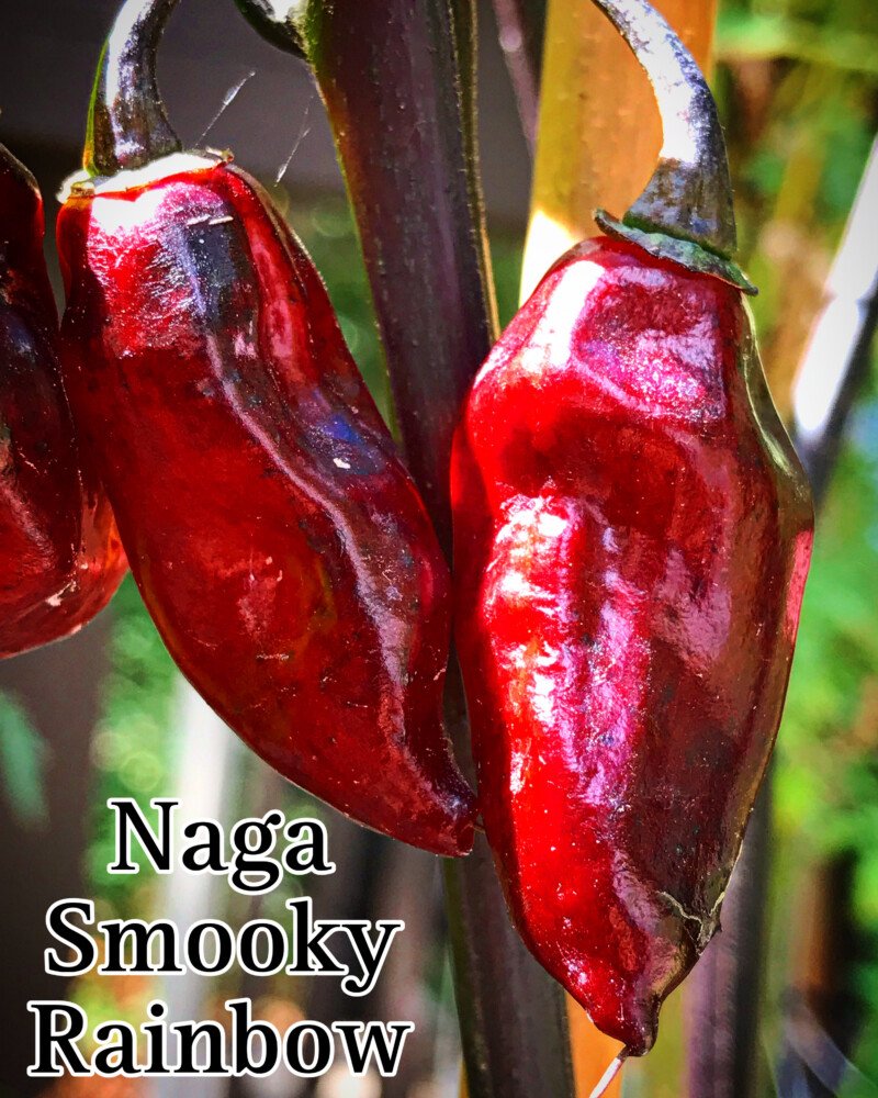 Naga Smooky Rainbow Pepper - Image 2