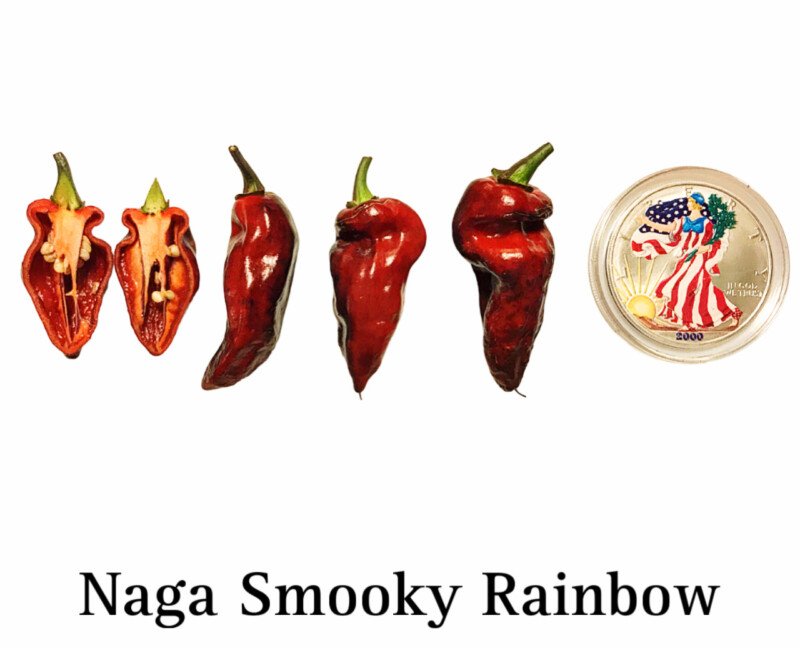 Naga Smooky Rainbow Pepper