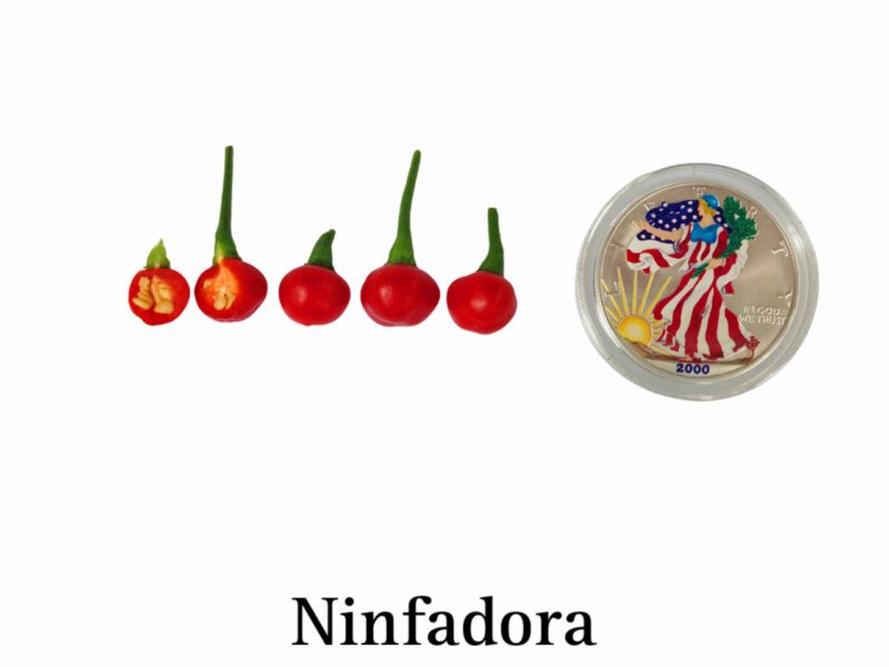 Ninfadora Pepper