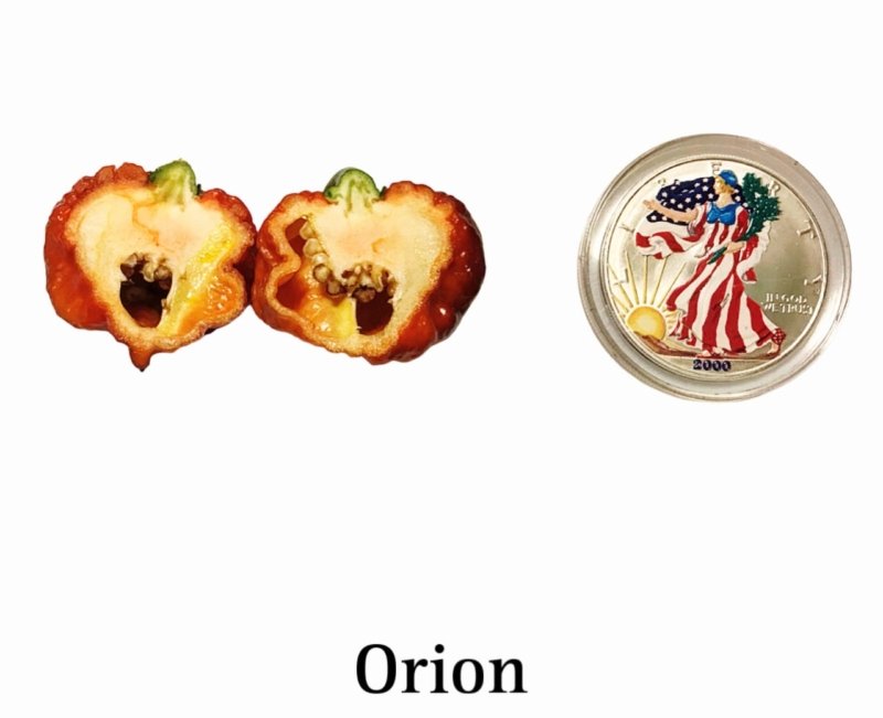 Orion Pepper - Image 2