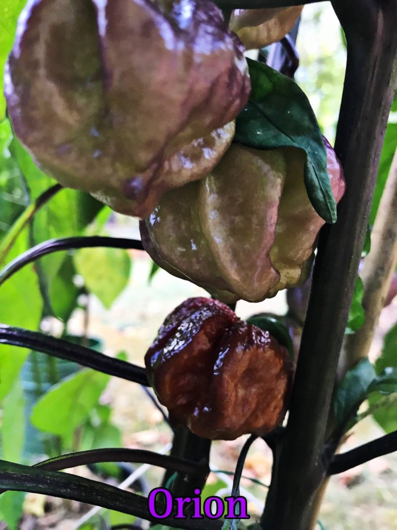 Orion Pepper - Image 3