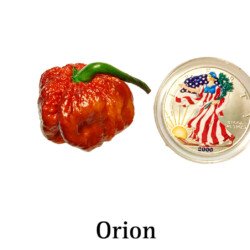 Orion Pepper