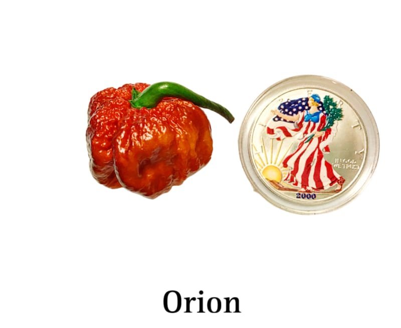 Orion Pepper