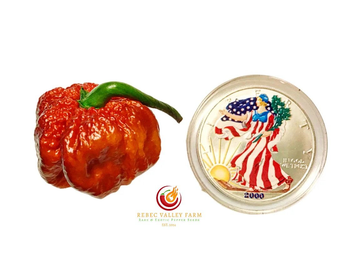 Orion Pepper - Image 2