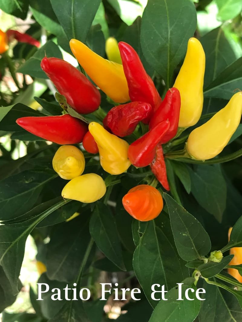 Patio Fire & Ice Pepper - Image 2