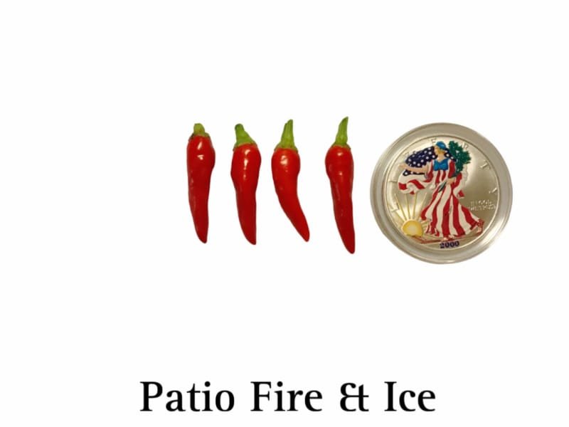 Patio Fire & Ice Pepper Seeds