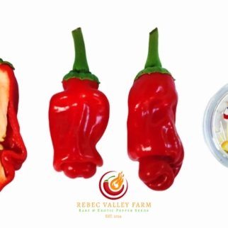 Red Peter Pepper