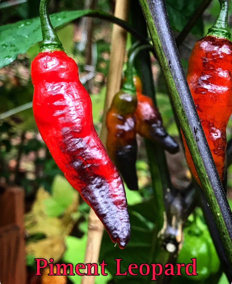 Piment Leopard Pepper - Image 2