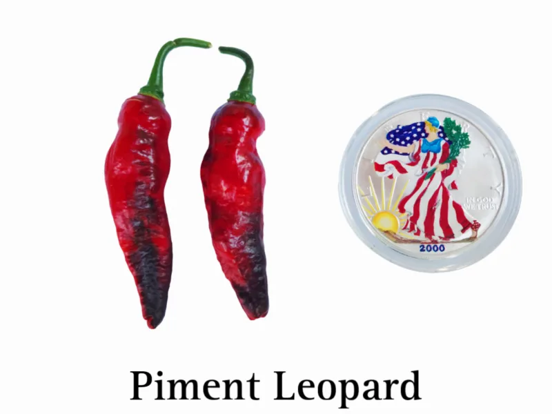 Piment Leopard Pepper
