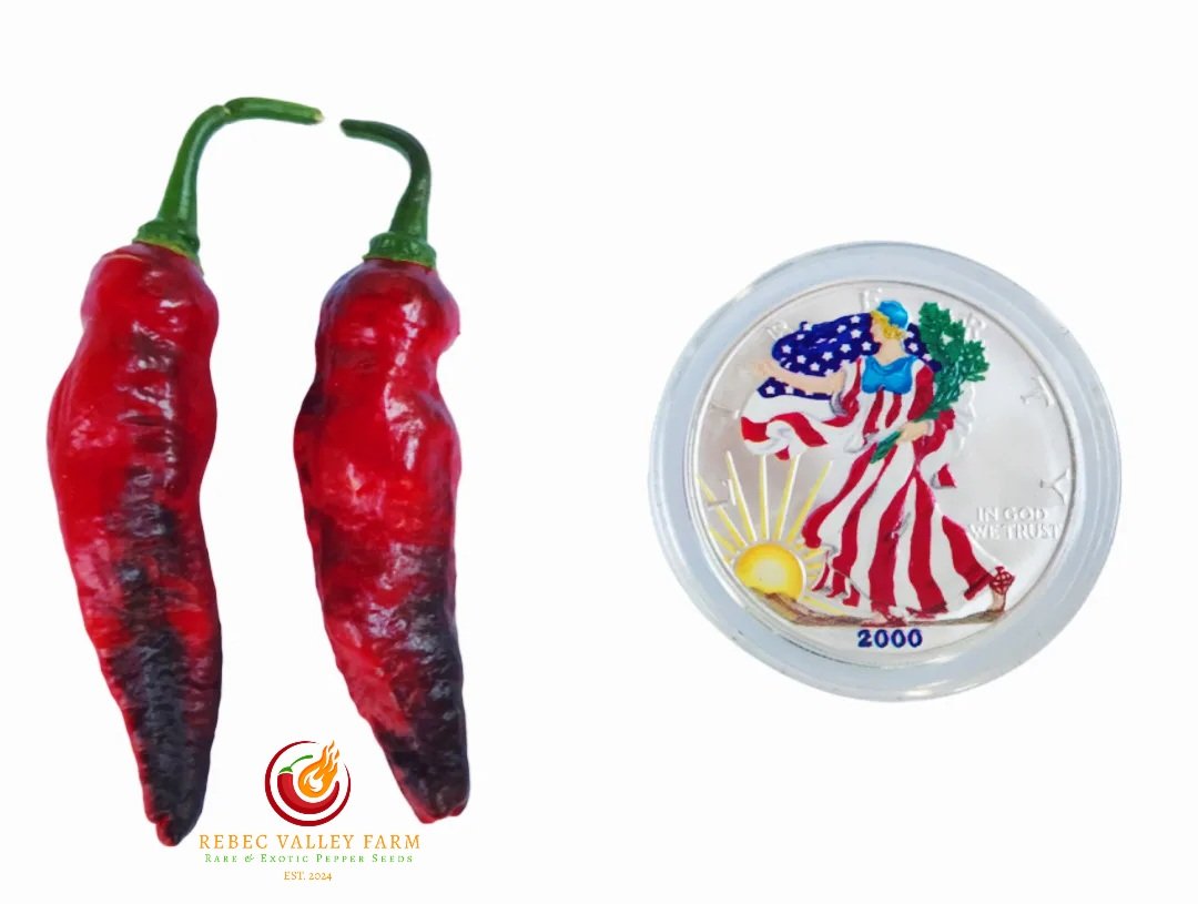 Piment Leopard Pepper - Image 3