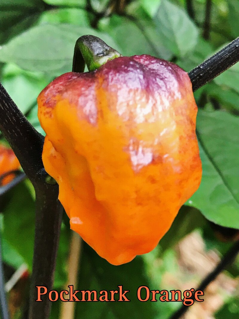 Pockmark Orange Pepper - Image 2