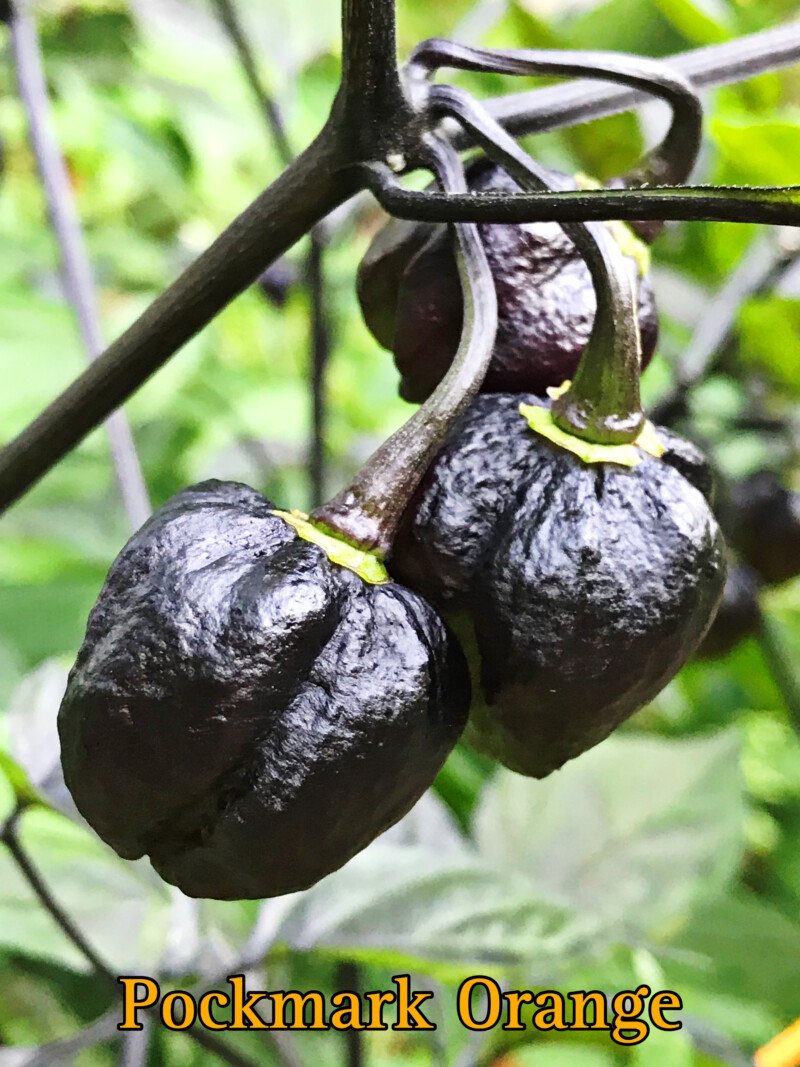 Pockmark Orange Pepper - Image 3