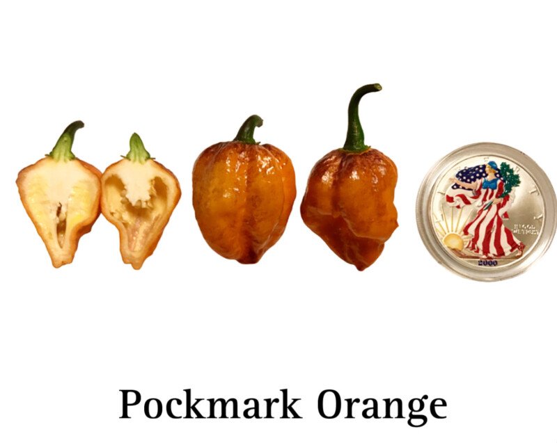 Pockmark Orange Pepper